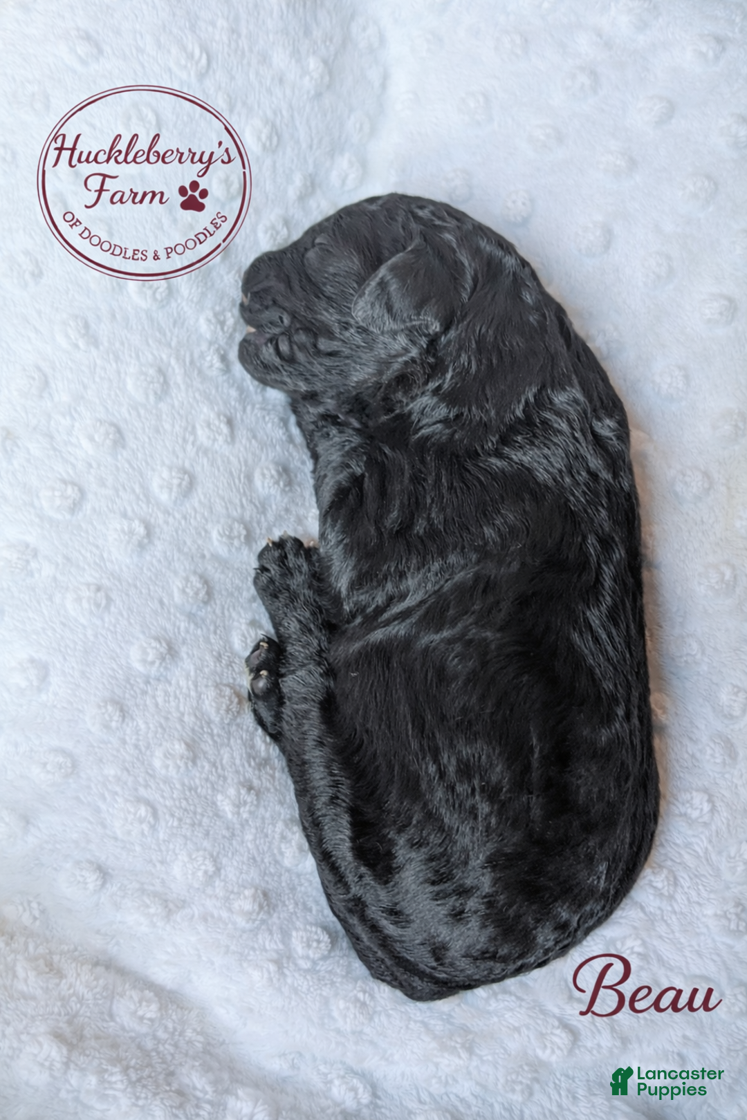 Goldendoodle dogs for sale: Beau F1B  - Ad 2