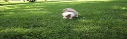 Australian Shepherd dogs for sale: Sienna - Ad 5