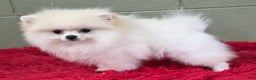 Pomeranian dogs for sale: Pomeranian Puppy 1 - Ad 3