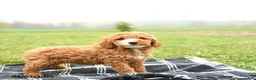 Mini Goldendoodle dogs for sale: Thai - Ad 3