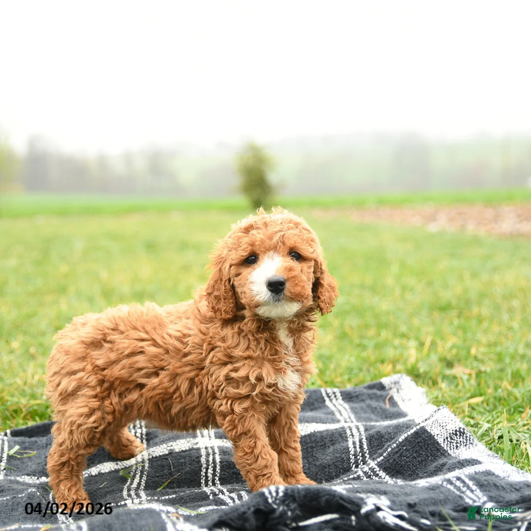 Mini Goldendoodle dogs for sale: Thai - Ad 3
