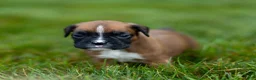 Boxer dogs for sale: Niki Boxer 4 - Ad 12