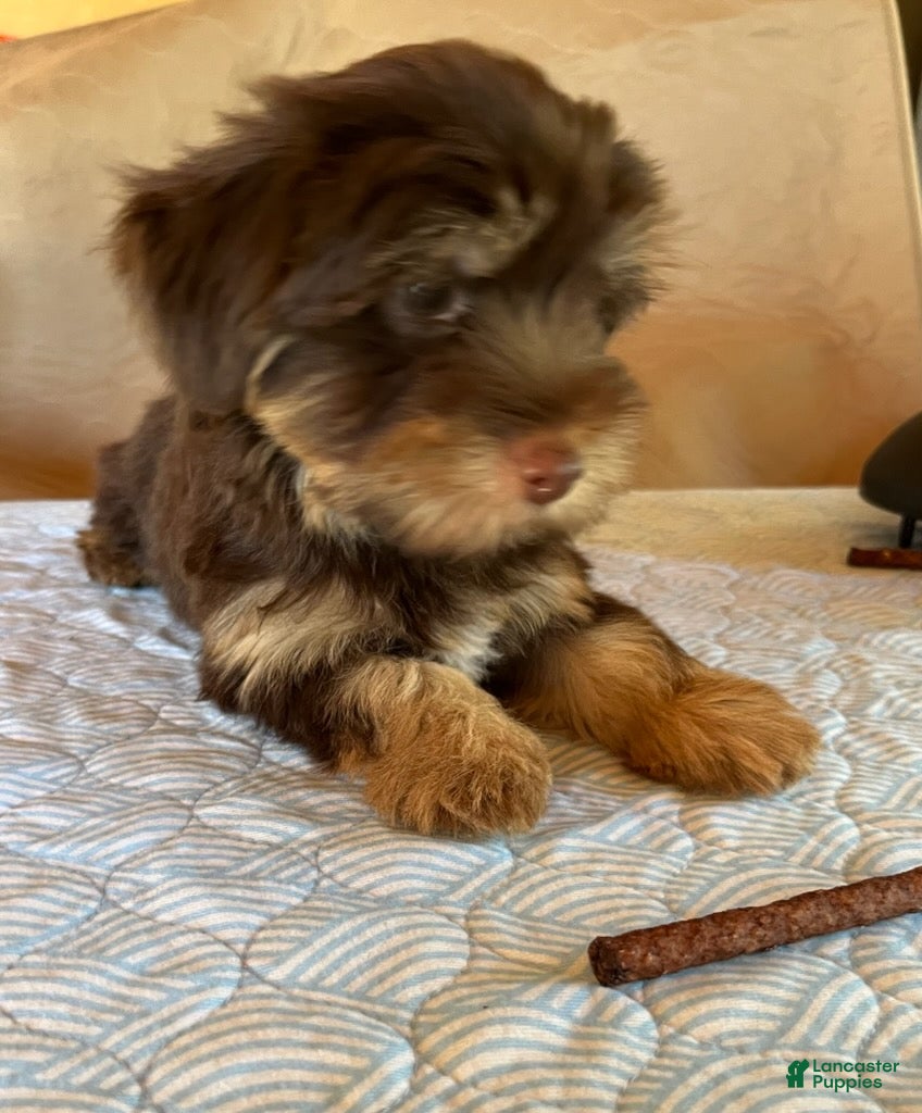 Yorkshire Terrier dogs Cocoa - Ad 1