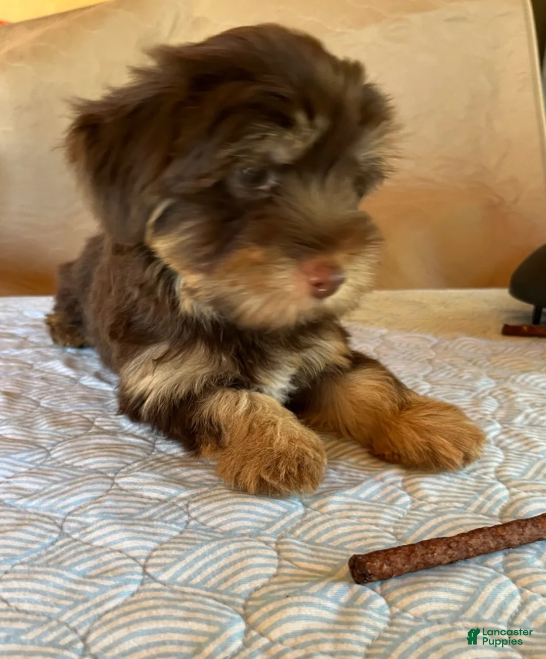 Yorkshire Terrier dogs for sale: Cocoa - Ad 1