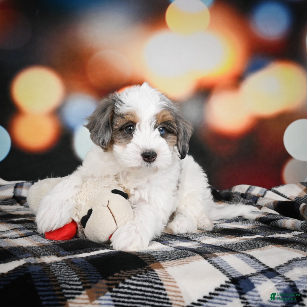 Mini Bernedoodle dogs for sale: Ginger - Ad 6