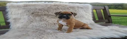 Boxer dogs for sale: Ryker - Ad 9