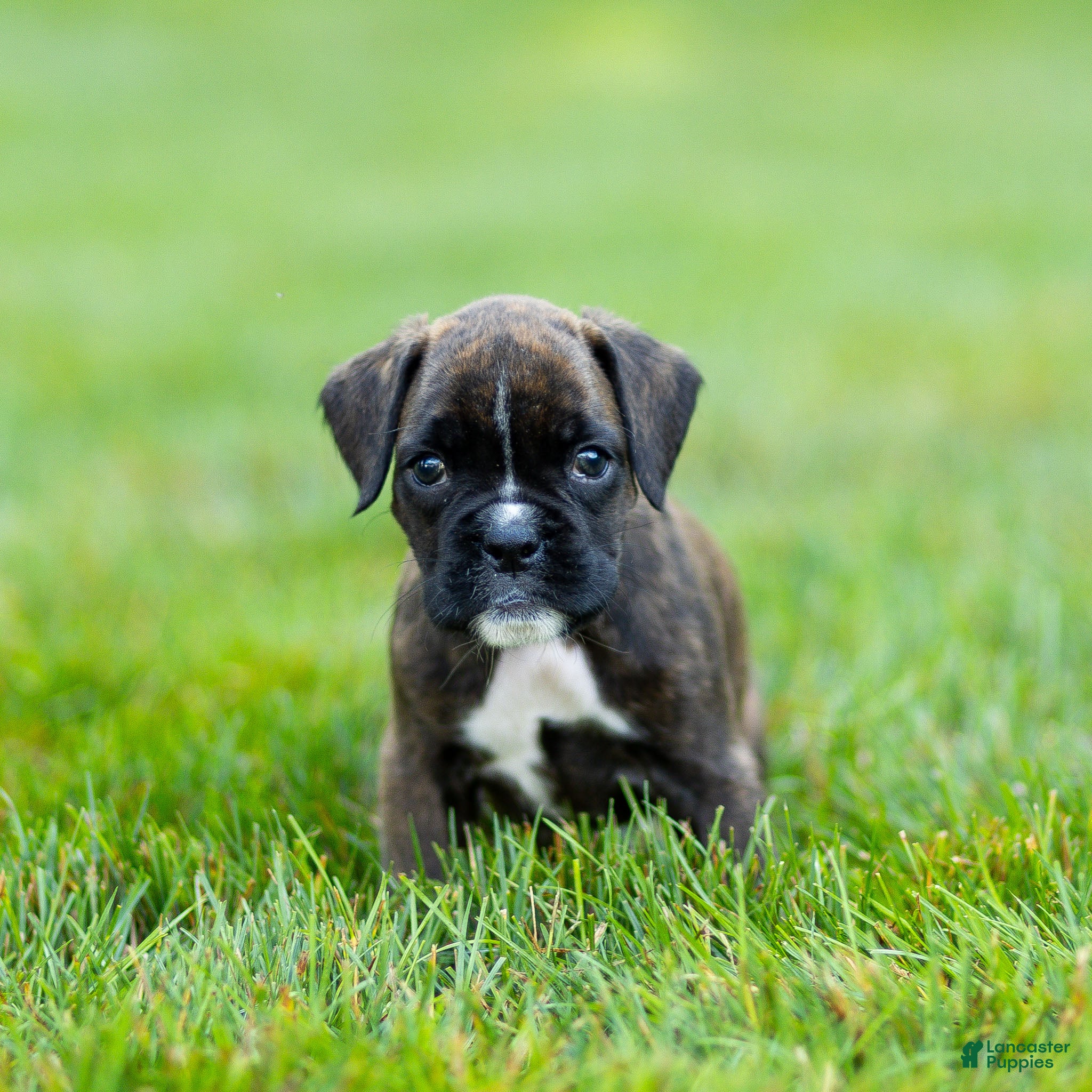 Boxer dogs Laney Boxer Puppy  - Ad 1