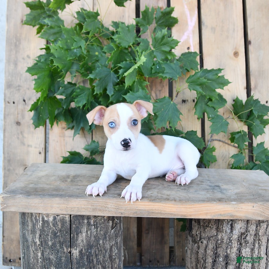 Jack Russell Terrier dogs Tucker - Ad 1