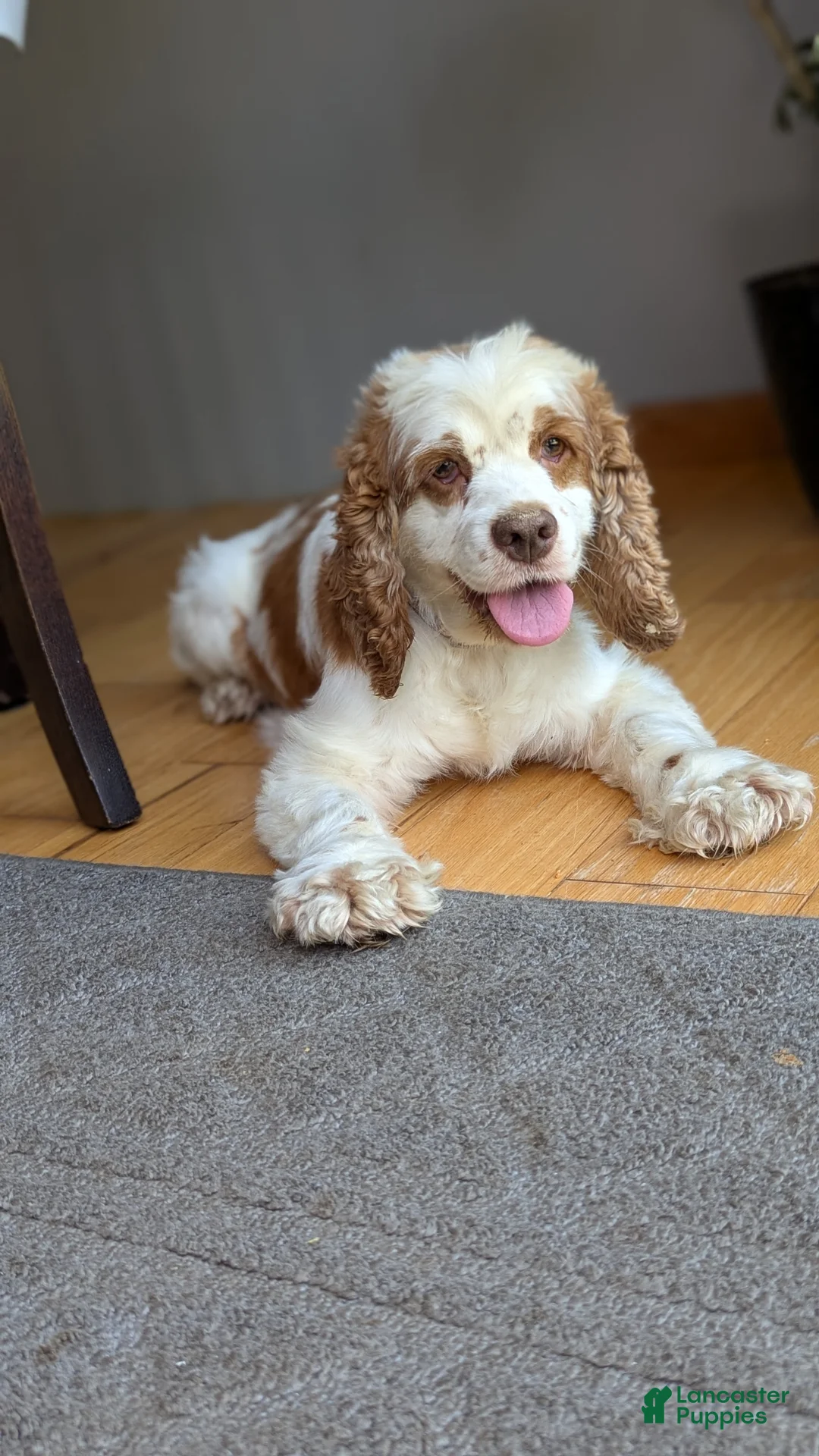 Cocker Spaniel dogs for sale: Zeke - Ad 12