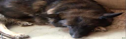 German Shepherd dogs for sale: German Shepherd 5 - Ad 2
