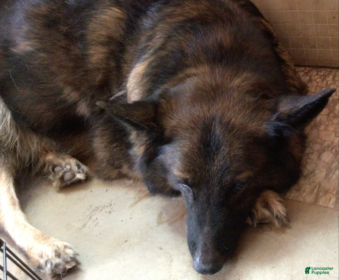 German Shepherd dogs for sale: German Shepherd 5 - Ad 2