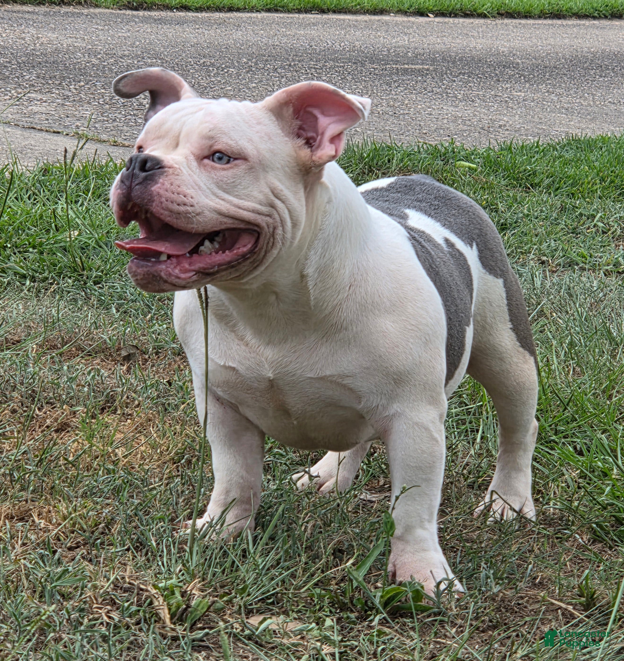 American Bully dogs Blue  - Ad 1