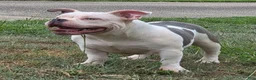 American Bully dogs for sale: Blue  - Ad 1