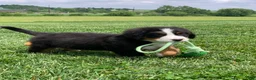 Bernese Mountain Dog dogs for sale: Forrest - Ad 4