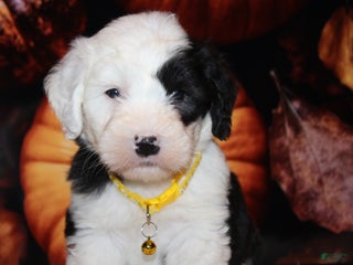 Old English Sheepdog dogs - Ad 3