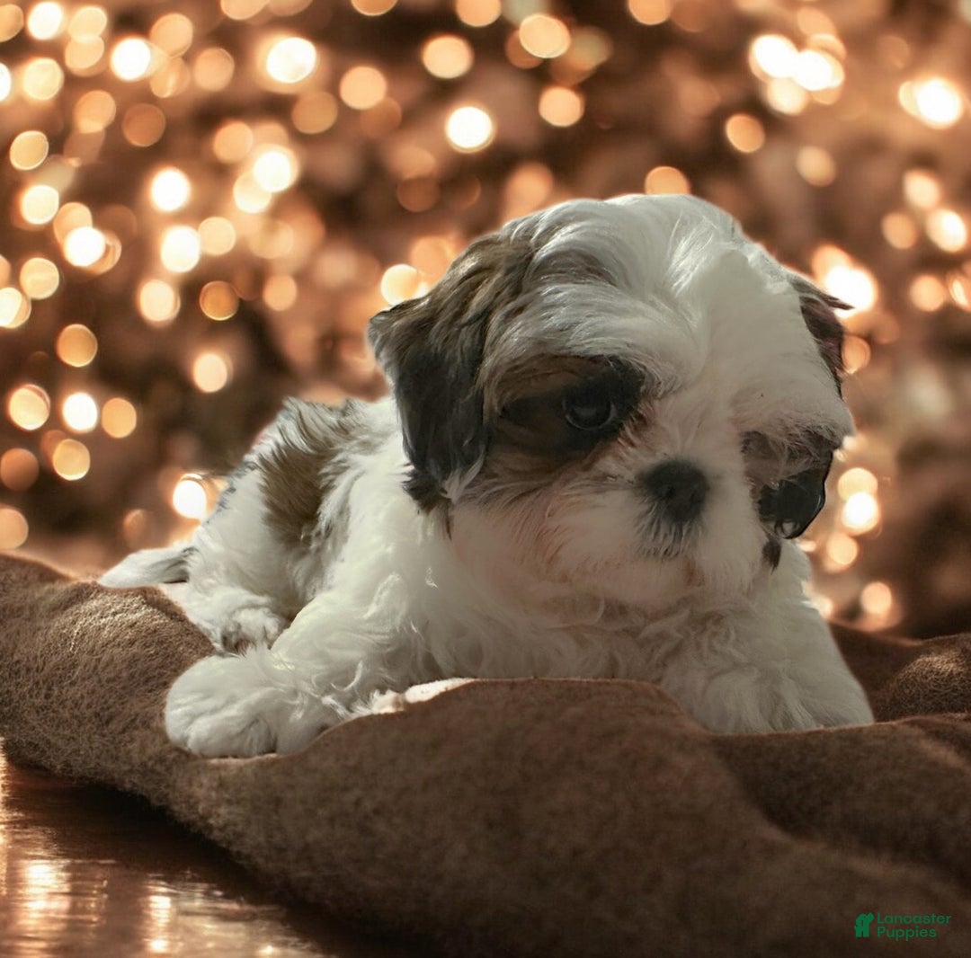 Shih Tzu dogs for sale: Pup - Ad 2