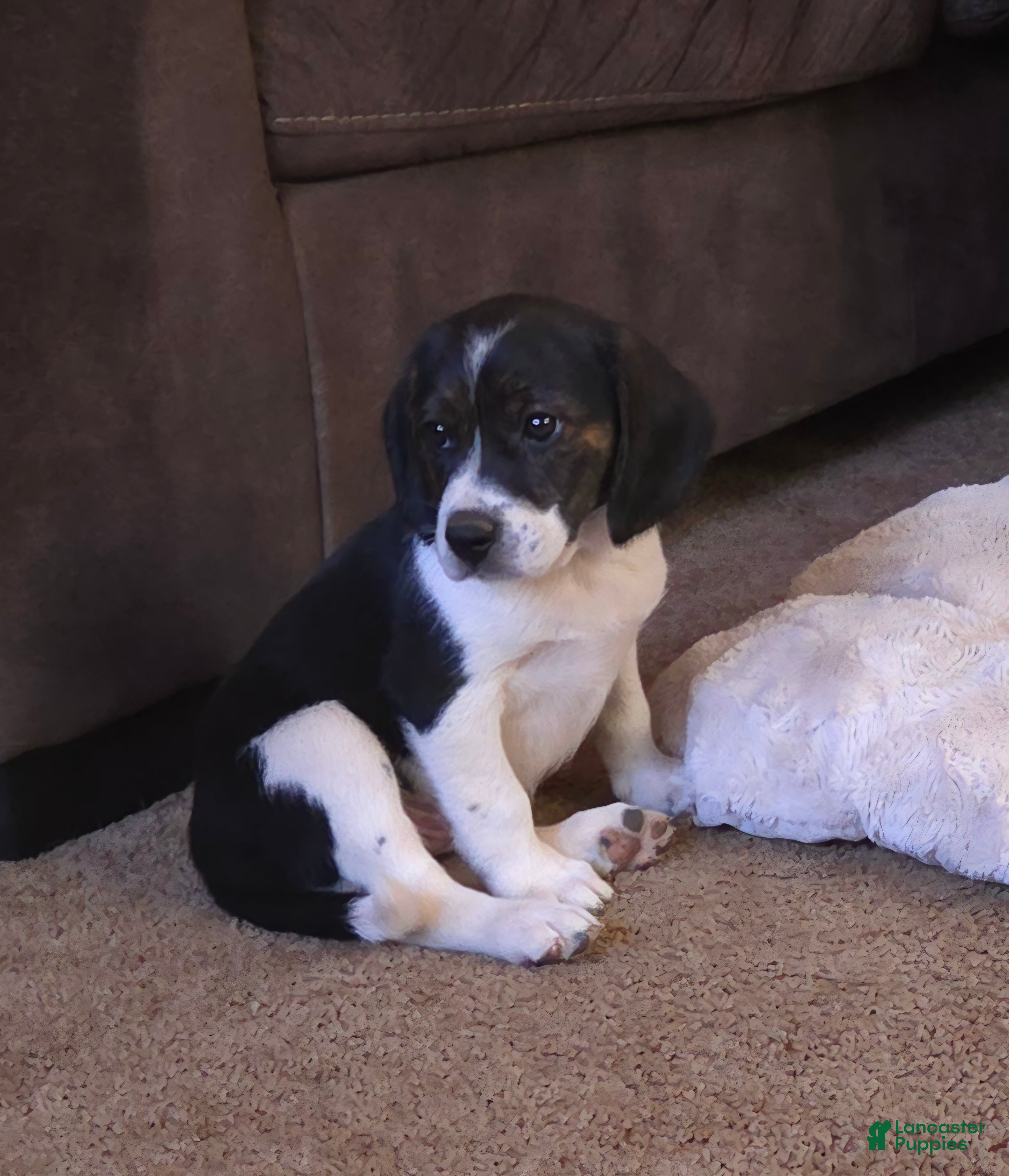 Puggle dogs Bruiser - Ad 30