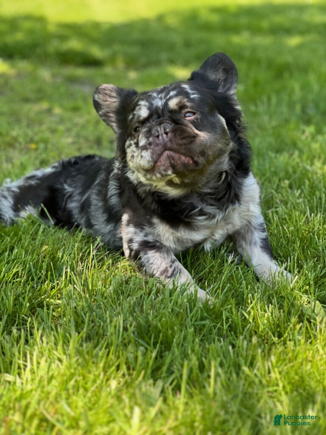 Mixed Breed dogs for sale: Penny blue eyes  - Ad 8