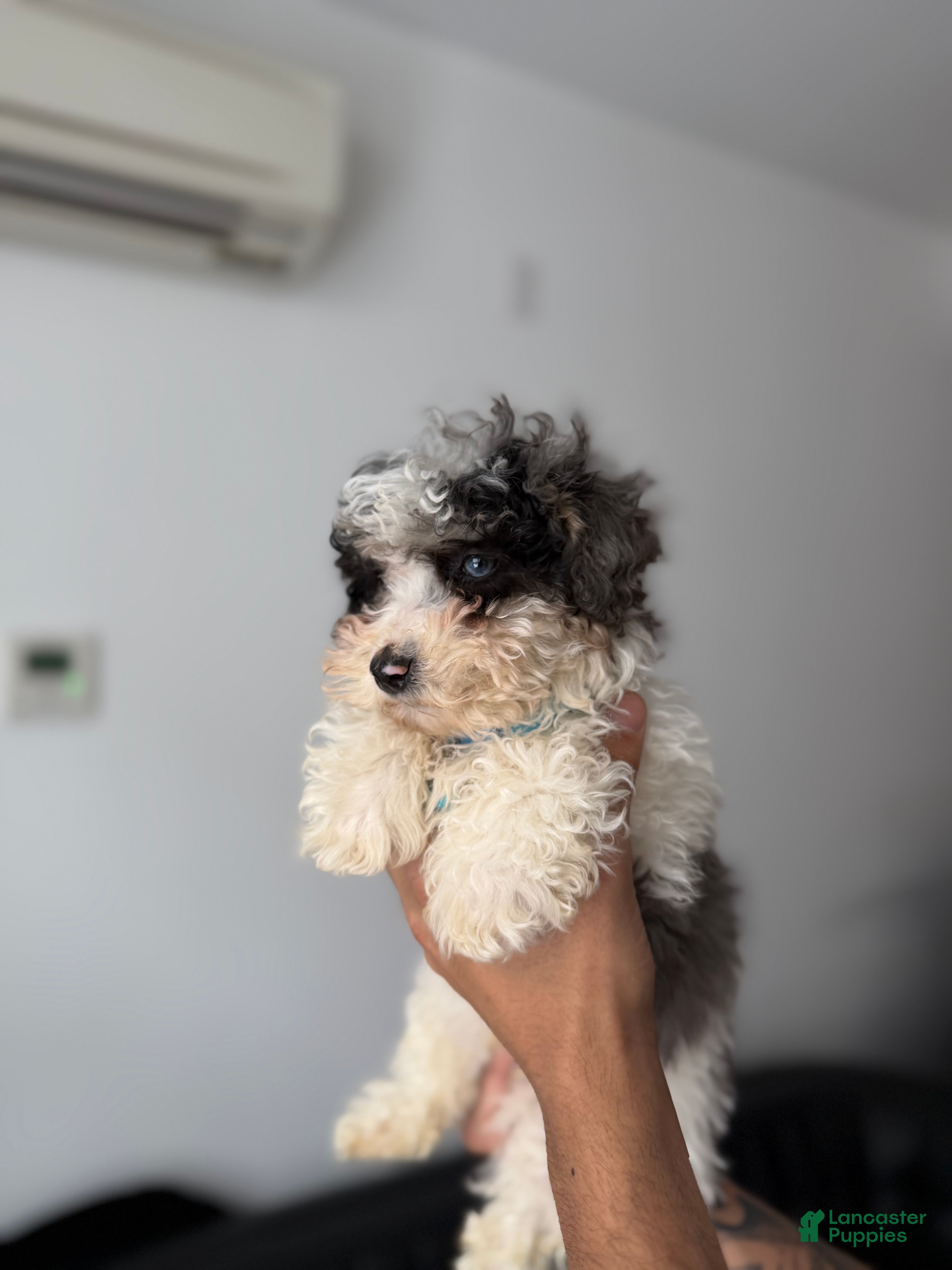 Toy Poodle dogs Flash - Ad 24