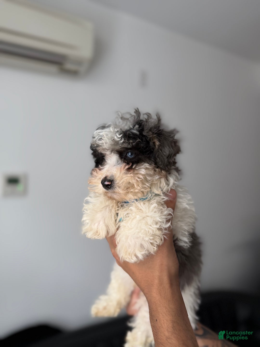 Toy Poodle dogs for sale: Flash - Ad 1