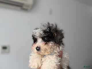 Toy Poodle dogs Flash - Ad 24