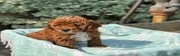 Toy Poodle dogs for sale: Tommy - Ad 13