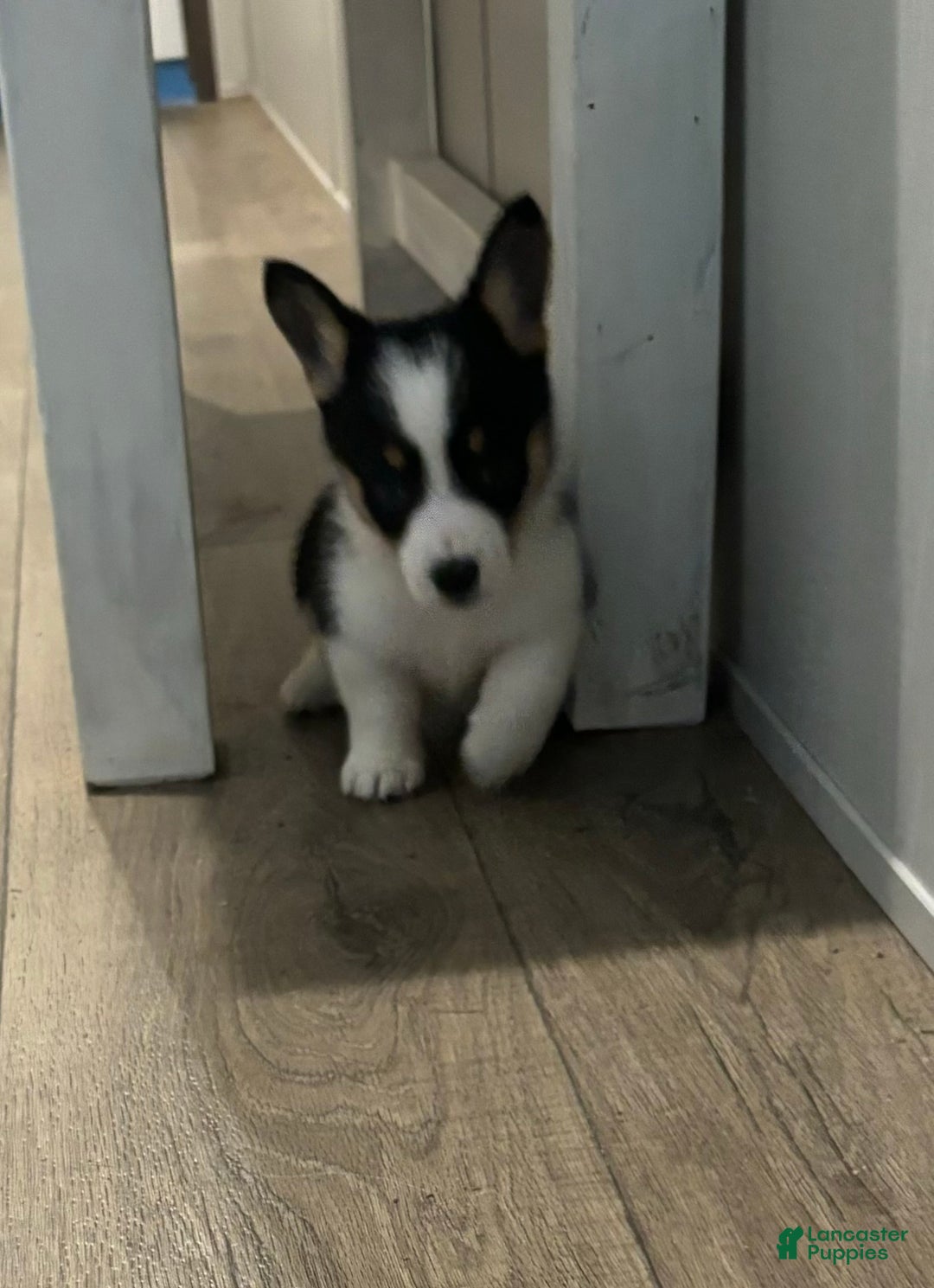 Gallery Image {{count}}