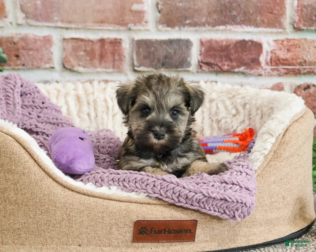 Miniature Schnauzer dogs for sale: Kimber  - Ad 2