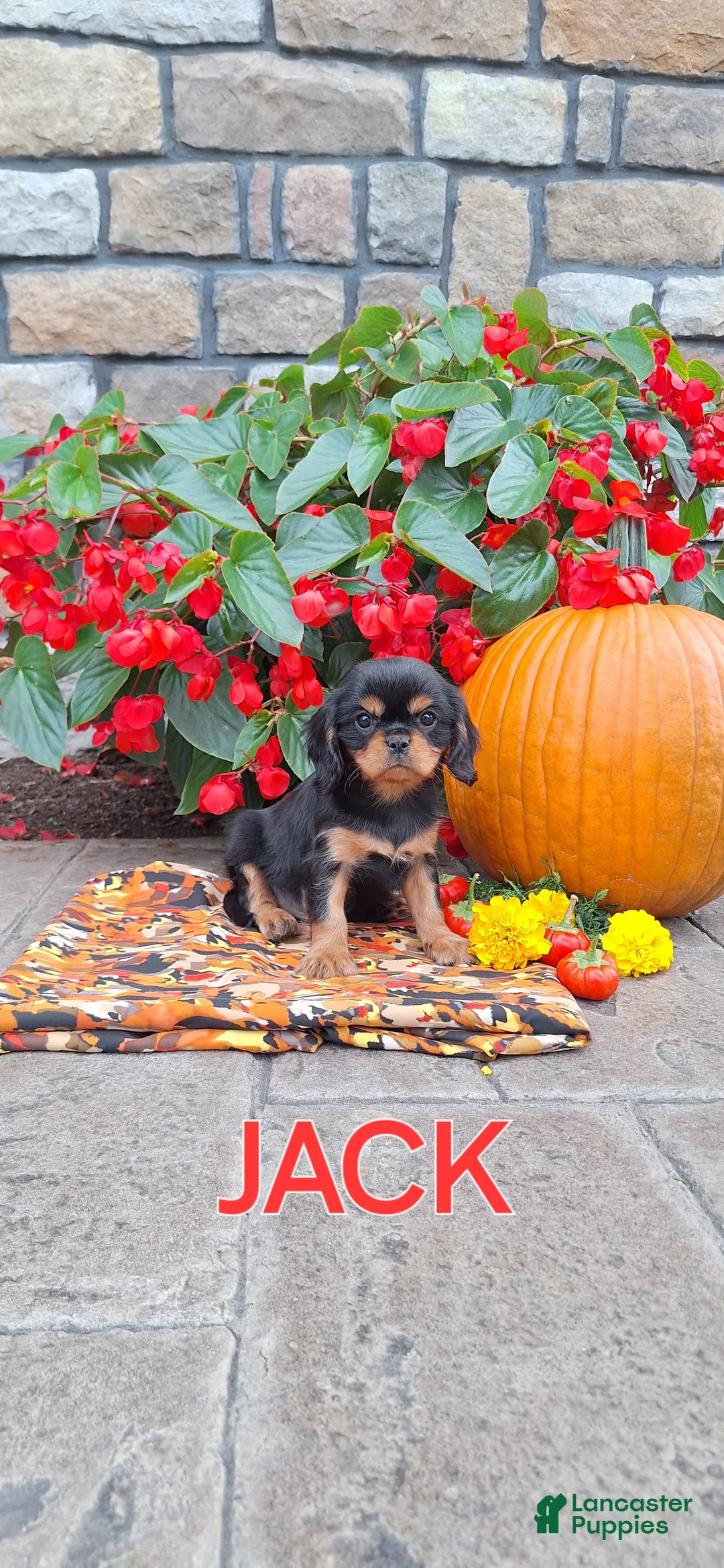 Cavalier King Charles Spaniel dogs for sale: Cavalier King Charles Spaniel 1  - Ad 2
