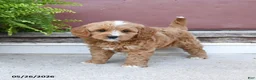 Cavapoo dogs for sale: Cuddles - Ad 3