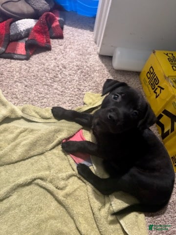 American Pit Bull Terrier dogs Sassy - Ad 2