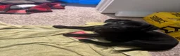 American Pit Bull Terrier dogs for sale: Sassy - Ad 2