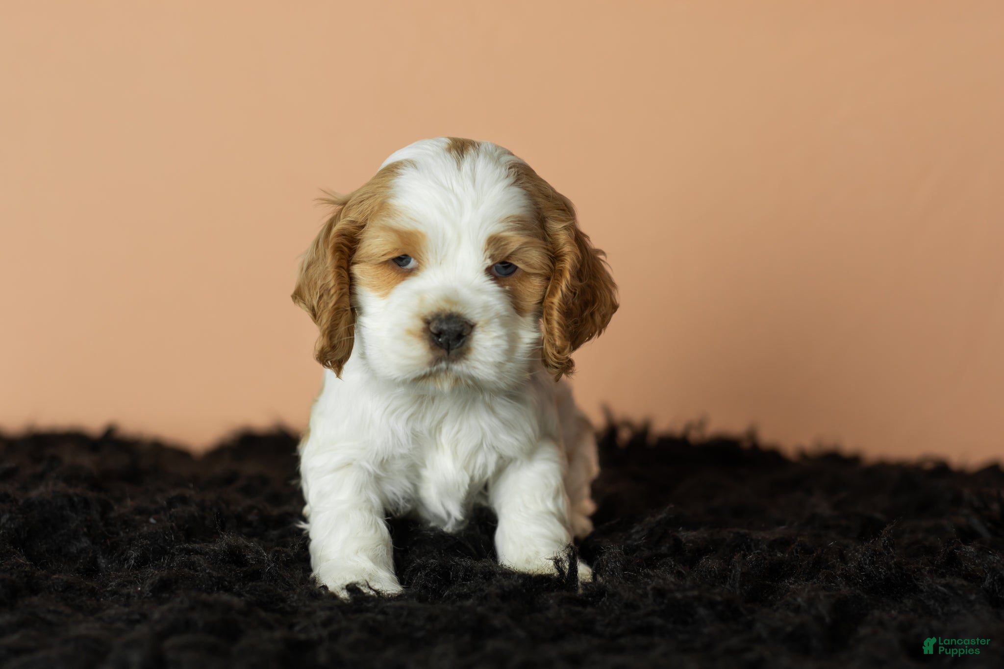 Cocker Spaniel dogs Gibson - Ad 30