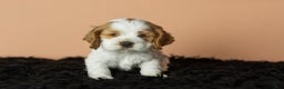 Cocker Spaniel dogs for sale: Gibson - Ad 1