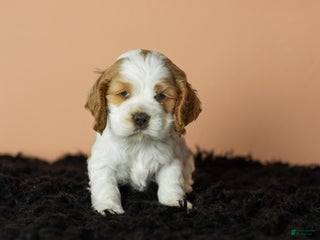 Cocker Spaniel dogs Gibson - Ad 30