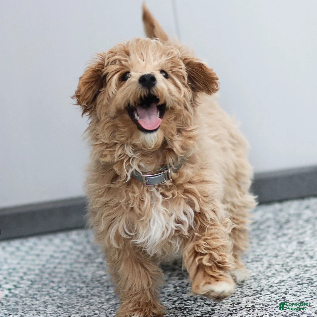 Maltipoo dogs for sale: Tucker Maltipoo Puppy  - Ad 3