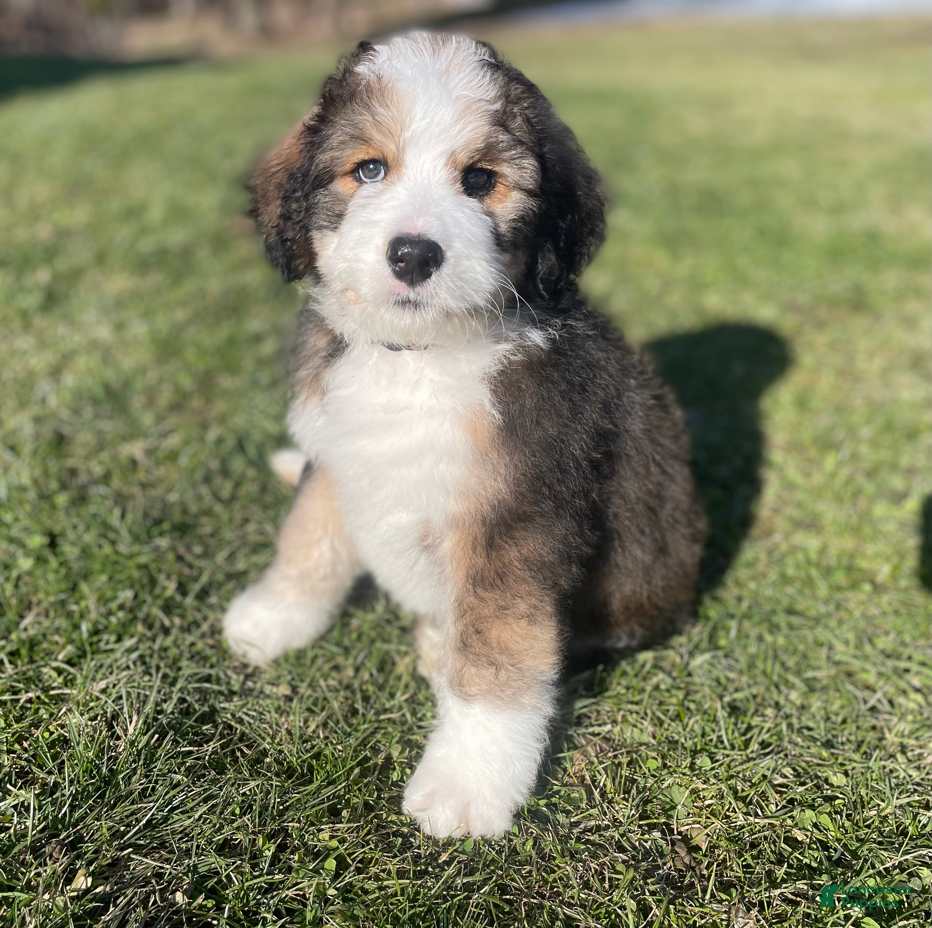 Bernedoodle dogs Carmel - Ad 1