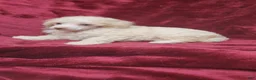 Miniature Poodle dogs for sale: AkC Cream Boy - Ad 5