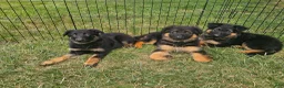 German Shepherd dogs for sale: Jenna - Ad 11