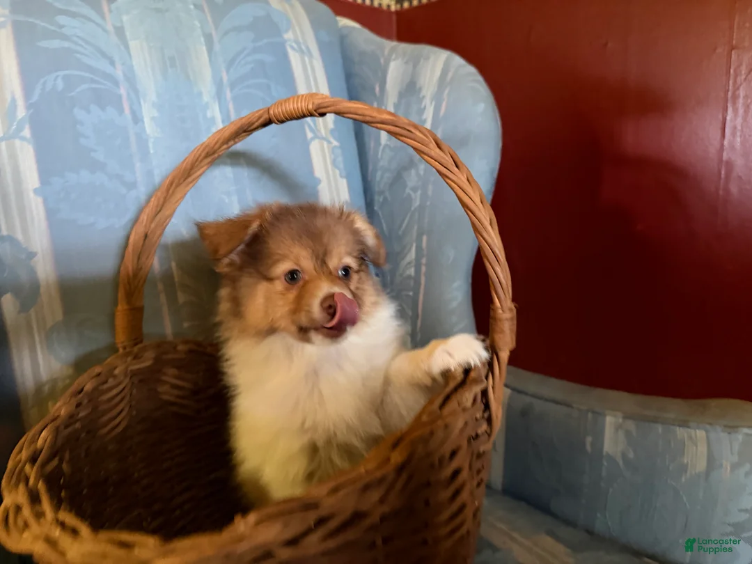 Mixed Breed dogs for sale: Cookie’s boy #3 - Ad 1