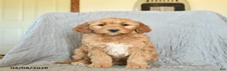 Mini Goldendoodle dogs for sale: Koko  - Ad 2