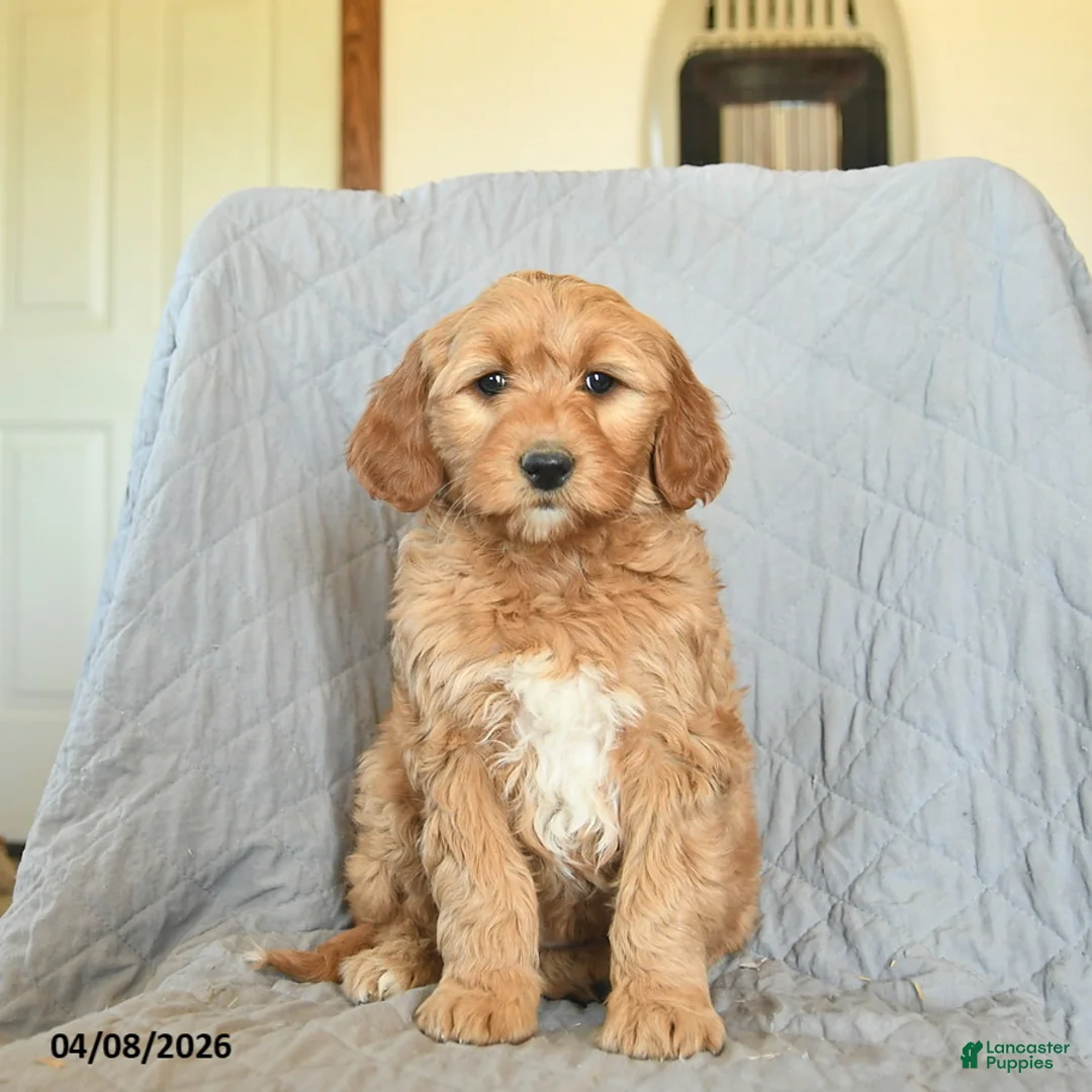 Mini Goldendoodle dogs for sale: Koko  - Ad 2