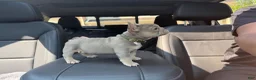 French Bulldog dogs for sale: French Bulldog 1 - Ad 4