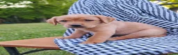 Labrador Retriever dogs for sale: Thunder - Ad 1