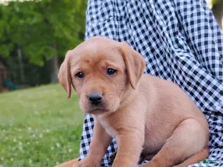 Labrador Retriever dogs for sale: Thunder - Ad 2