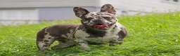 French Bulldog dogs for sale: Hallie - Ad 7