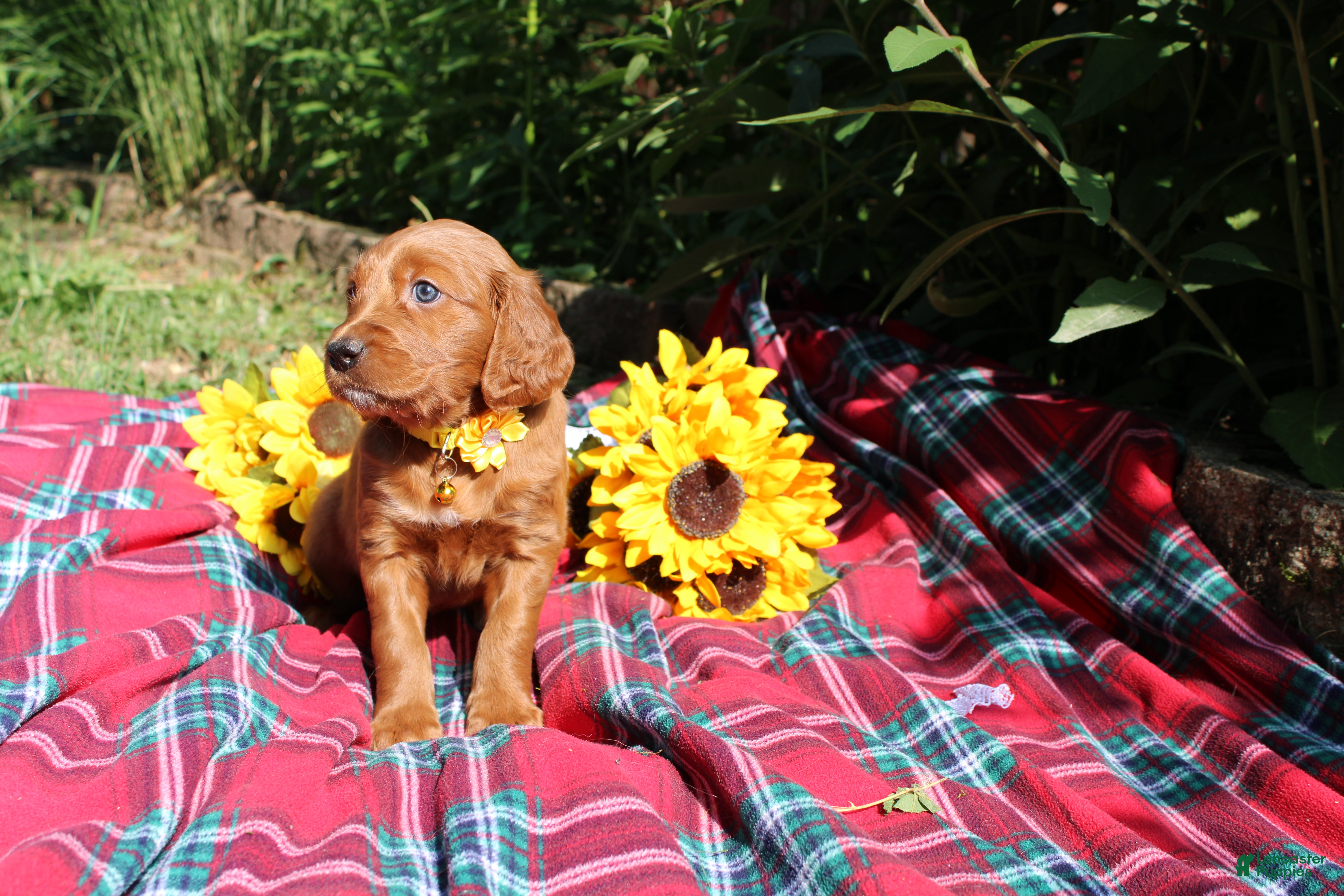 Mixed Breed dogs Summer - Irish Goldendoodle  - Ad 2