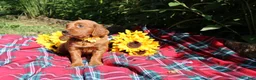 Mixed Breed dogs for sale: Summer - Irish Goldendoodle  - Ad 2