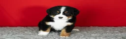 Bernese Mountain Dog dogs for sale: Bernie - Ad 2