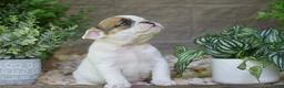 Olde English Bulldogge dogs for sale: Archie - Ad 6